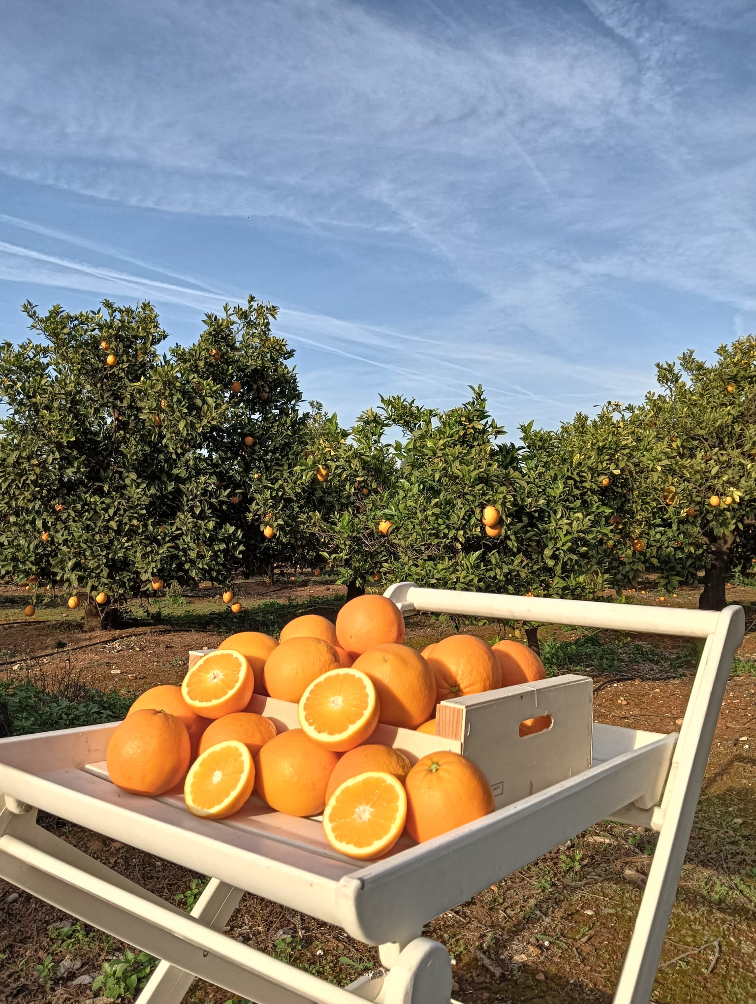 Caja Naranjas Frescas de 10 kg recogida local