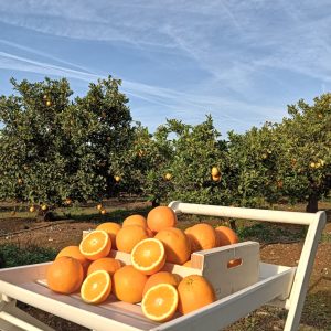 Caja Fresca de Naranjas de 5 kg recogida local