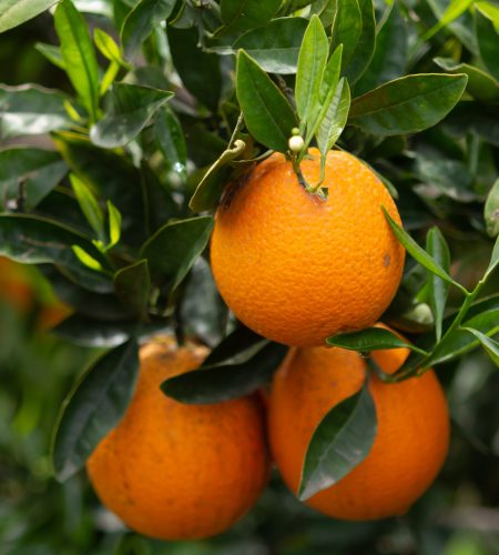 Harvest time on orange tree orchard in Greece, ripe yellow navel oranges citrus fruits hanging op tree